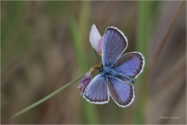 <p>MODRÁSEK ČERNOLEMÝ (Plebejus argus) Mladoboleslavsko --- /Silver-studded blue - Geißklee-Bläuling/</p>